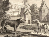 Illustration de la fable « Le Loup et le Chien maigre », de Jean de La Fontaine