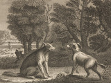 Illustration de la fable « Le Chien de berger et le Loup », de John Gay