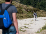 Faut-il aller vers son chien ou le faire venir vers soi ?