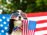 Un chien avec des lunettes de soleil tenant un drapeau américain dans la gueule