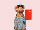 Un chien portant un gilet, des lunettes et un chapeau, ainsi que le drapeau de la Chine dans la gueule