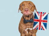 Un chien portant le drapeau britannique dans sa gueule