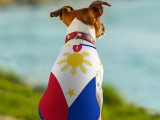 Un chien vu de dos portant un drapeau des Philippines