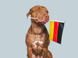 Un chien portant dans sa gueule le drapeau de l'Allemagne