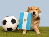 Un chien portant dans sa gueule un drapeau argentin et avec un ballon de football à côté de lui
