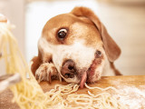 Un chien mange des pâtes posées sur la table