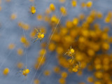 De petites araignées jaunes sur une toile