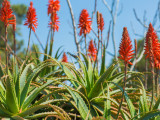 Des aloès avec une belle fleur rouge