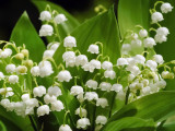 Plusieurs branches de muguet