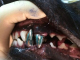 Un chien ayant des implants dentaires