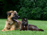 Les chiens aiment-ils les chats ?