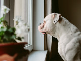 Un chien qui vit en appartement est-il forcément malheureux ?