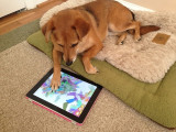 Photo d'un chien en train d'utiliser sur une tablette l'application Puppy Painting