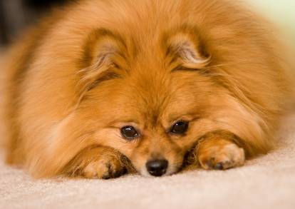 Un Loulou de Poméranie avec un pelage très fourni
