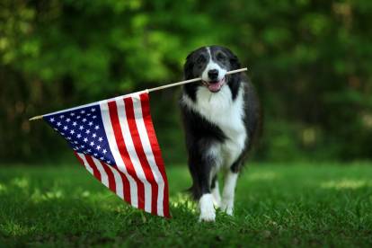 Chien préféré des Américains : les races les plus populaires aux Etats-Unis