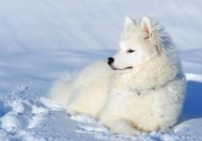 20 races de chiens qui supportent bien le froid