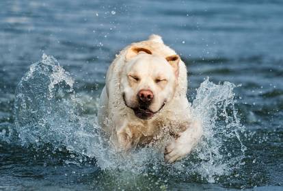 20 races de chiens qui aiment l’eau