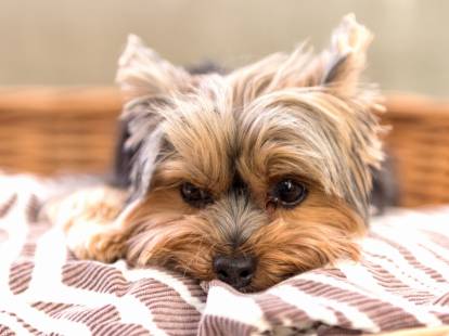 Petit chien : 20 races de chiens de petite taille