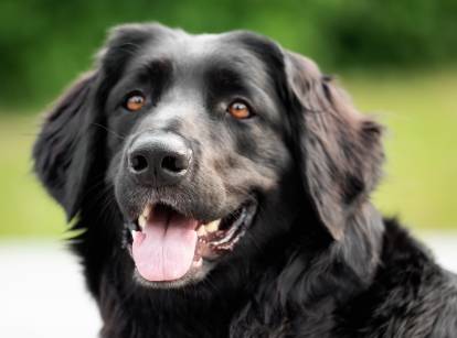 Chien noir : 20 belles races de chiens noirs