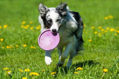Le frisbee pour chien